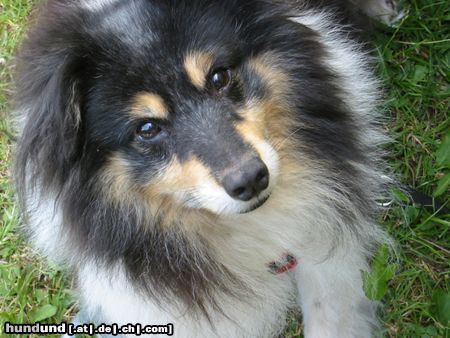 Sheltie Hunde Foto 23603 Sheltie Carli