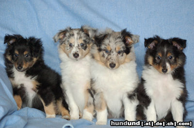 Sheltie Unsere Welpen beim Fotoshooting