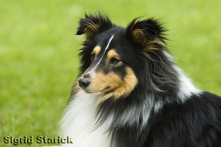 Sheltie Hunde Foto 34174 in höherer Auflösung ansehen Sheltie Tricolour Sheltie
