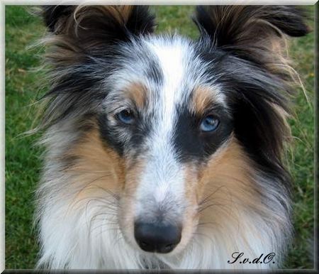 Sheltie Karlchen (Little Akim I. Lord of Lasvegas)