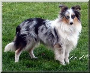 Sheltie Karlchen (Little Akim I. Lord of Lasvegas)