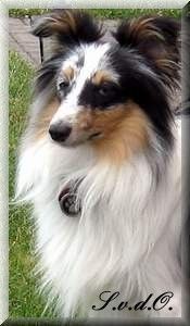 Sheltie Karlchen (Little Akim I. Lord of Lasvegas)