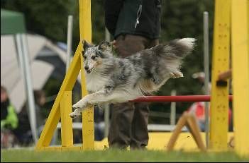 Sheltie immer Aufmerksam