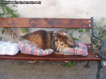 Sheltie Hunde Foto 6574 Sheltie Giacomo - 12 Jahre