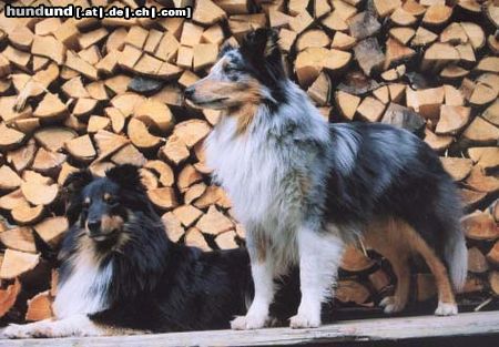 Sheltie Hunde Foto 24920 in höherer Auflösung ansehen Sheltie Highlander und Logan of Summergarden