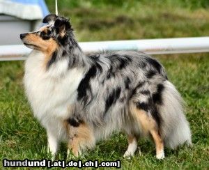 Sheltie Blue Angel vom Aggergrund, das ist die linke blue-merle Hündin auf dem nächsten Foto.