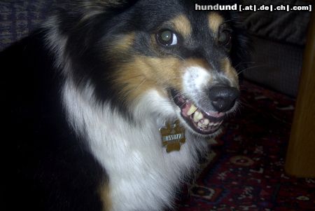 Sheltie Hunde Foto 7868 Sheltie Sharin vom Insulaner
