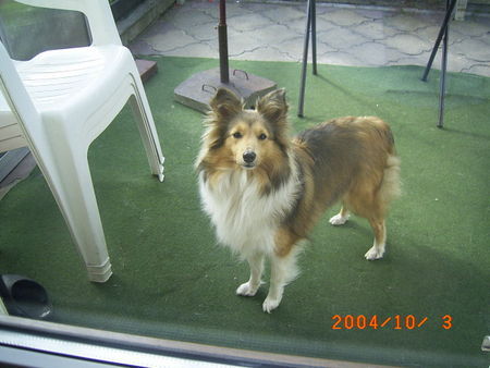Sheltie Hunde Foto 29700 Sheltie Sheltie oder Collie
