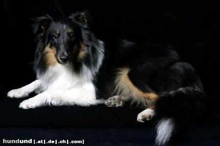 Sheltie Hunde Foto 13001 Sheltie Charmed Choice from a Beloved Home