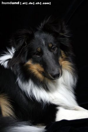 Sheltie Hunde Foto 13002 Sheltie Charmed Choice from a Beloved Home