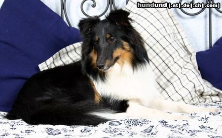 Sheltie Hunde Foto 12773 Sheltie Charmed Choice from a Beloved Home