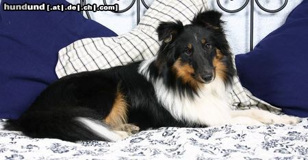 Sheltie Hunde Foto 12774 Sheltie Charmed Choice from a Beloved Home