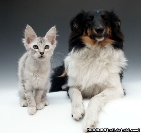 Sheltie Hunde Foto 11790 Sheltie Türkisch Angora Katzenmädchen