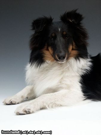 Sheltie Hunde Foto 11791 Sheltie Charmed Choice from a Beloved Home