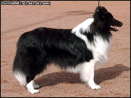 Sheltie Hunde Foto 25353 in höherer Auflösung ansehen Sheltie Mein schwarz-weisser Sheltie Ash mit 7 Monaten