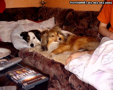 Sheltie Hunde Foto 18121 Sheltie Sunko und Ayk