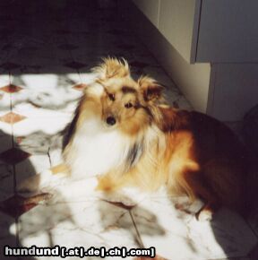 Sheltie Hunde Foto 3772 Sheltie Joanne Dark of Irish Home