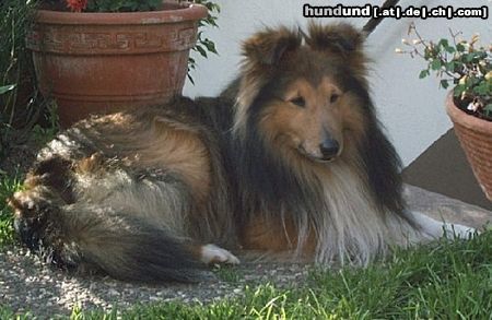 Sheltie Hunde Foto 5112 Sheltie Shelties vom Stromberger Land - Eddy Gold