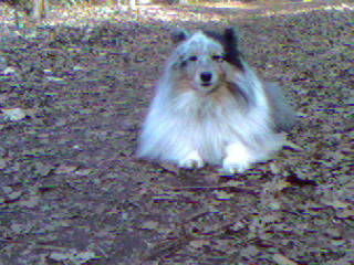 Sheltie Hunde Foto 32444 Sheltie Weltmeister im lange Gassi gehen Effie, 8 Jahre