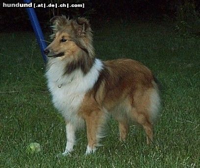 Sheltie Hunde Foto 5111 Sheltie Etienne im Jugendalter