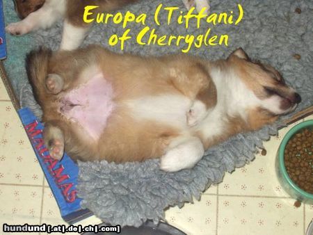 Sheltie Hunde Foto 3278 Sheltie Mit vollem Bauch ist gut schlafen