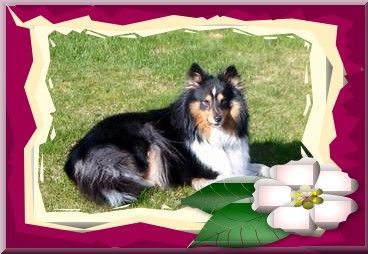Sheltie Hunde Foto 30840 in höherer Auflösung ansehen Sheltie Jenny ist eine wedende Mama sie genießt die Sonne