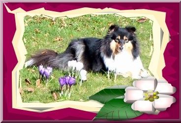 Sheltie Hunde Foto 30839 in höherer Auflösung ansehen Sheltie Toxica genießt den Frühling