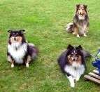 Sheltie Hunde Foto 30841 in höherer Auflösung ansehen Sheltie Die Shelties von der Oberalster