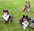 Sheltie Die Shelties von der Oberalster