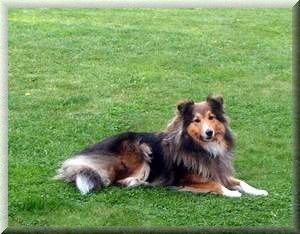 Sheltie Hunde Foto 35236 in höherer Auflösung ansehen Sheltie Gina