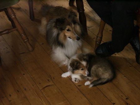 Sheltie Hunde Foto 29675 Sheltie Sunko und Jo-Lee