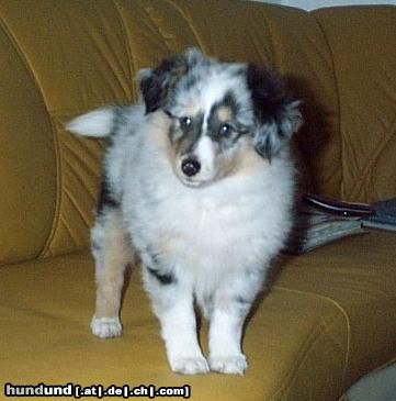 Sheltie Hunde Foto 5113 Sheltie Holly Hope vom Stromberger Land