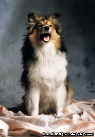 Sheltie Hunde Foto 12838 Sheltie Jana
