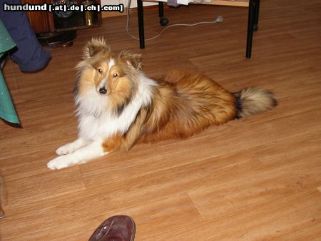 Sheltie Hunde Foto 20410 Sheltie Jo-Lee 9 Monate