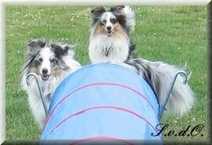 Sheltie Karlchen & Amy