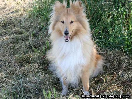 Sheltie Das ist mein kleines Sheltiemädchen Honey;-)