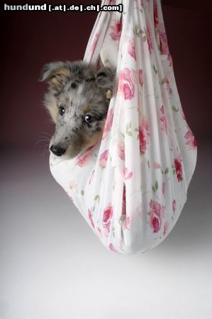 Sheltie Hunde Foto 17927 in höherer Auflösung ansehen Sheltie Ekanji from a Beloved Home
