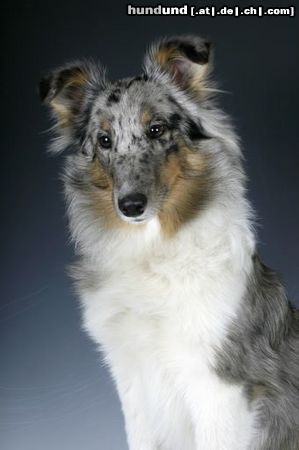 Sheltie Hunde Foto 21437 in höherer Auflösung ansehen Sheltie Kanji, 5 Monate