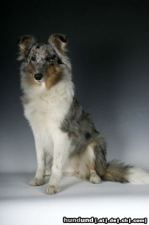 Sheltie Hunde Foto 21438 in höherer Auflösung ansehen Sheltie Kanji, 5 Monate