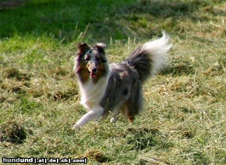 Sheltie Hunde Foto 22913 in höherer Auflösung ansehen Sheltie Ekanji from a Beloved Home
