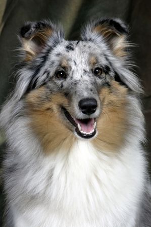 Sheltie Hunde Foto 28063 in höherer Auflösung ansehen Sheltie Ekanji from a Beloved Home