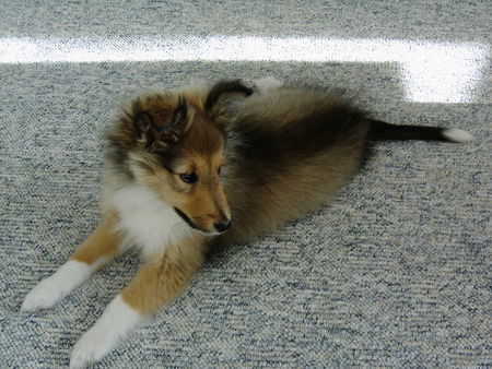 Sheltie Hunde Foto 32174 in höherer Auflösung ansehen Sheltie Sehltie 11 Wochen