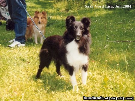 Sheltie Hunde Foto 14023 Sheltie Lisa