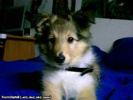 Sheltie Hunde Foto 24436 Sheltie lucky ***GRINS***