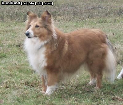 Sheltie Hunde Foto 5115 Sheltie Lucy, die Alpha-Dame im Rudel der STL-Shelties