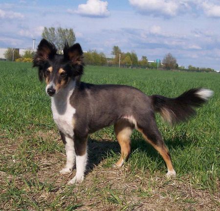 Sheltie Hunde Foto 41301 Sheltie Sharin vom Insulaner