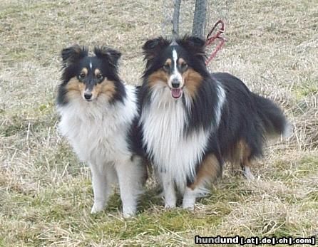 Sheltie Hunde Foto 5391 Sheltie Kimba und Momo, 2 meiner Shelties sind hier zu sehen