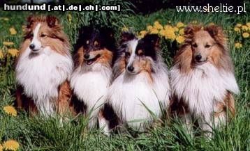 Sheltie Hunde Foto 19866 in höherer Auflösung ansehen Sheltie Excellens Vivarium FCI - POLEN