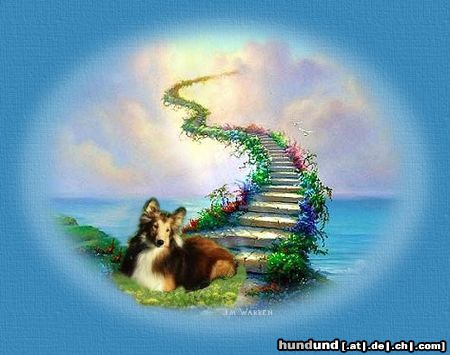 Sheltie Hunde Foto 10445 Sheltie Regenbogenloki