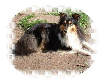 Sheltie Hunde Foto 983 Sheltie Peggy